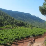 Excursió entre vinyes de El Brogit