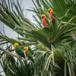The Aviary | Parc Samà