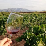 Copa de vi i vinyes a Gandesa