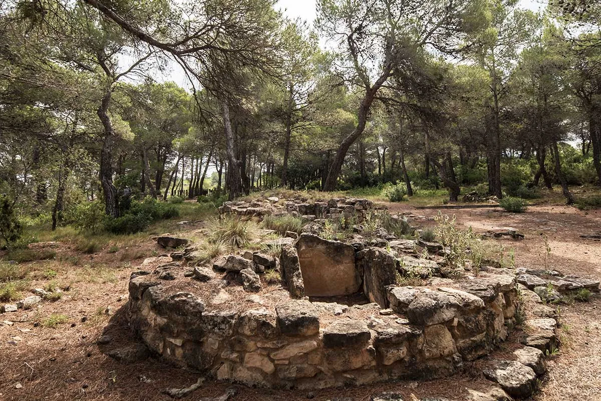 Restes del poblat ibèric del Coll del Moro entre pins, amb estructura excavada i entorn natural de la Terra Alta.
