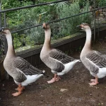 Tres ocas caminando en el recinto del parque de animales de Dia de Granja