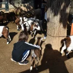 Niño jugando e interactuando con cabritas en un corral en Dia de Granja, experiencia familiar
