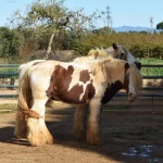 Caballo marrón y blanco en el paddock del parque de animales de Dia de Granja Reus