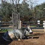 Animal descansando en el recinto exterior de la granja en Dia de Granja Reus